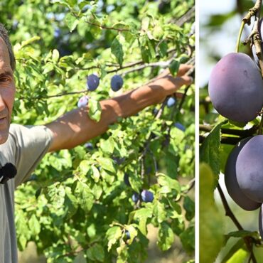 Teška godina za vrijednu braću iz Viteza: Šljive gotovo nestale, a meda tri puta manje